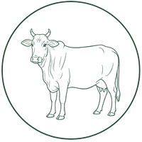 BADRI COW 
